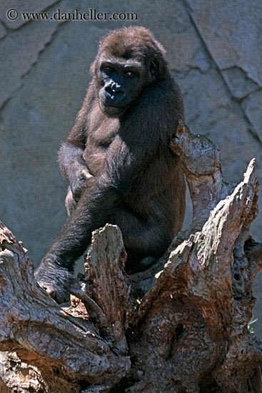 gorilla-2.jpg