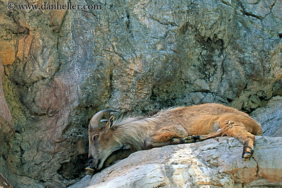 himalayan-tahr-1.jpg