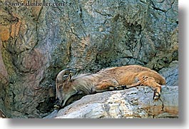 australia, himalayan, horizontal, sydney, tahr, taronga zoo, photograph