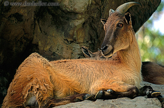 himalayan-tahr-2.jpg