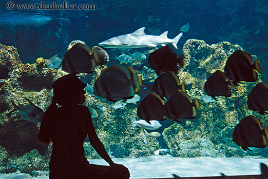 jil-silhouette-aquarium-2.jpg