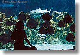 animals, aquarium, australia, fish, horizontal, jil, people, silhouettes, structures, sydney, taronga zoo, womens, photograph