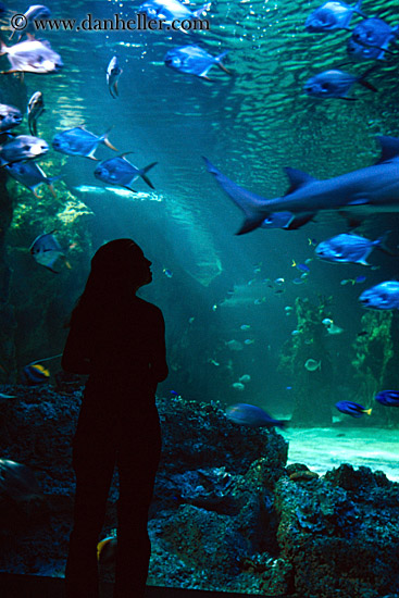 jil-silhouette-aquarium-4.jpg