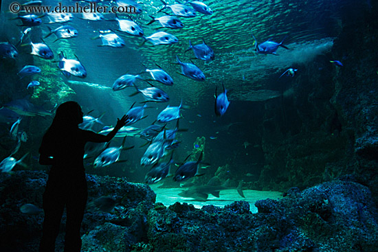 jil-silhouette-aquarium-5.jpg