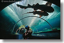 animals, aquarium, archways, australia, fish, horizontal, jills, looking, people, sharks, silhouettes, structures, sydney, taronga zoo, womens, photograph