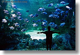 animals, aquarium, australia, fish, horizontal, men, silhouettes, structures, sydney, taronga zoo, photograph