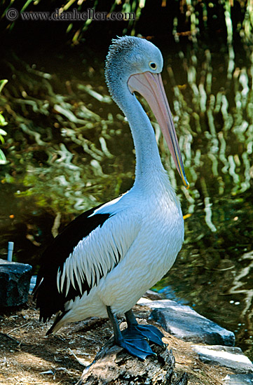 pelican.jpg