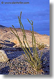 borrego springs, california, desert, vertical, weeds, west coast, western usa, photograph