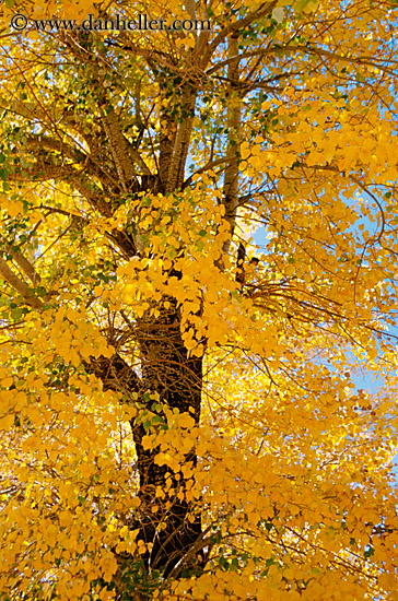 yellow-tree.jpg