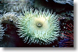 anemone, cal coast, california, california coast, horizontal, monterey, west coast, western usa, photograph