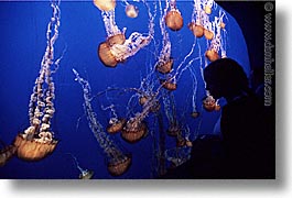 aquarium, cal coast, california, california coast, horizontal, jellyfish, monterey, west coast, western usa, photograph