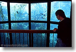 aquarium, cal coast, california, california coast, horizontal, jills, monterey, west coast, western usa, photograph