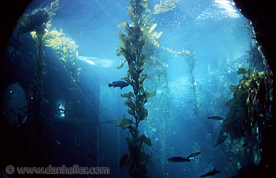aquarium-kelp.jpg