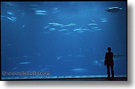 aquarium, cal coast, california, california coast, horizontal, monterey, people, west coast, western usa, photograph