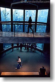 aquarium, cal coast, california, california coast, monterey, vertical, walkway, west coast, western usa, photograph