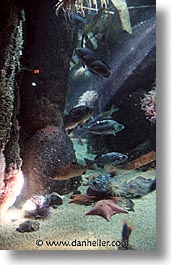 aquarium, cal coast, california, california coast, fish, monterey, vertical, west coast, western usa, photograph