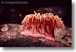 anemone, cal coast, california, california coast, horizontal, monterey, oranges, west coast, western usa, photograph