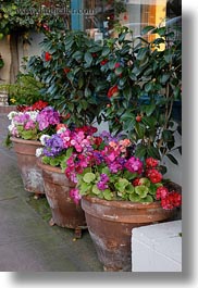 california, carmel, flowers, vertical, west coast, western usa, photograph