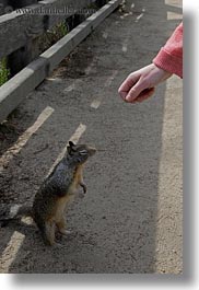 being, california, carmel, fed, hands, squirrel, vertical, west coast, western usa, photograph