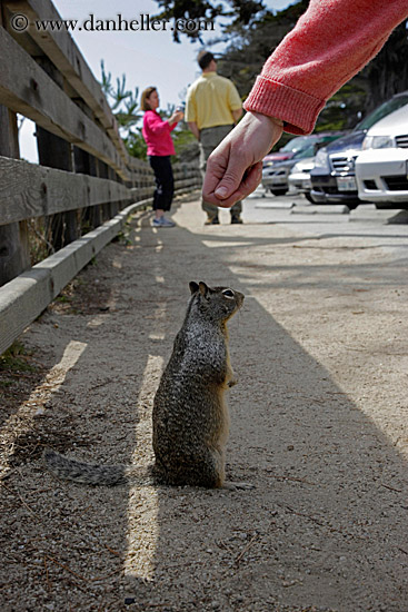 squirrel-being-hand-fed-02.jpg