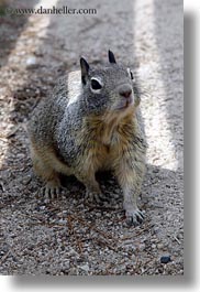 california, carmel, squirrel, vertical, west coast, western usa, photograph