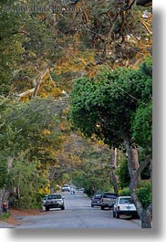 california, carmel, cars, trees, tunnel, vertical, west coast, western usa, photograph