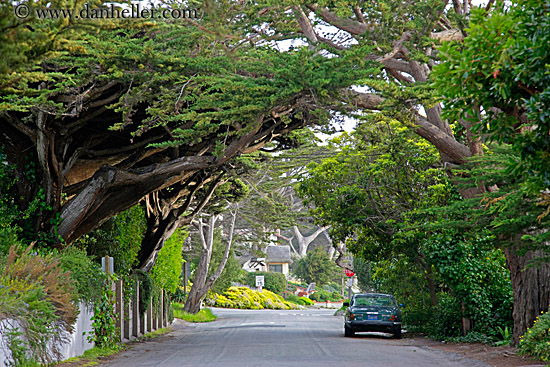 car-n-tree-tunnel-03.jpg