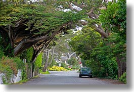 california, carmel, cars, horizontal, trees, tunnel, west coast, western usa, photograph