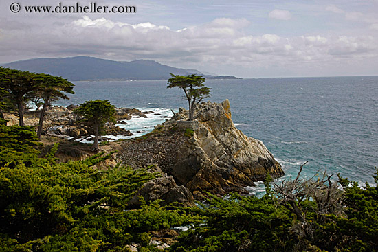 lone-cypress-tree-01.jpg