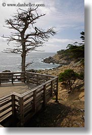 california, carmel, cypress, lone, trees, vertical, west coast, western usa, photograph