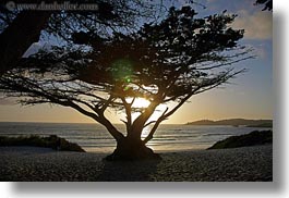 behind, california, carmel, horizontal, sunsets, trees, west coast, western usa, photograph