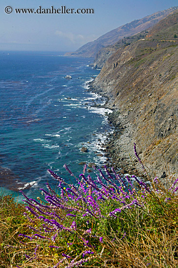 flowers-n-cliffs-01.jpg