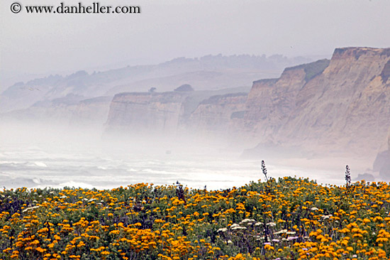 flowers-n-cliffs-03.jpg