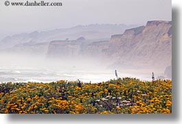 california, cliffs, coastal views, coastline, flowers, horizontal, west coast, western usa, photograph