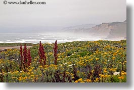 california, cliffs, coastal views, coastline, flowers, horizontal, west coast, western usa, photograph