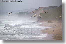 animals, birds, california, coastal views, coastline, horizontal, rockies, west coast, western usa, photograph