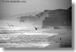 animals, birds, black and white, california, coastal views, coastline, horizontal, rockies, west coast, western usa, photograph
