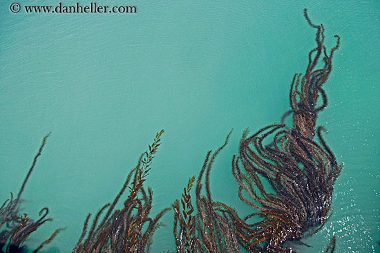 seaweed-in-ocean-01.jpg