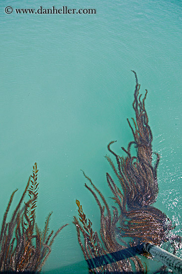 seaweed-in-ocean-02.jpg
