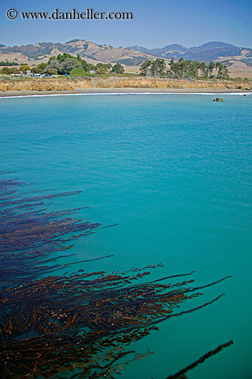 seaweed-in-ocean-03.jpg