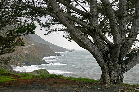tree-n-coastline-02.jpg