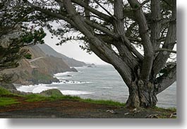 california, coastal views, coastline, horizontal, trees, west coast, western usa, photograph