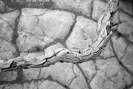 branch-1-bw.jpg