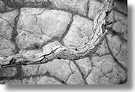 black and white, branches, california, death valley, dunes, horizontal, national parks, west coast, western usa, photograph