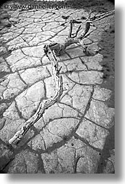 black and white, branches, california, death valley, dunes, national parks, vertical, west coast, western usa, photograph