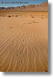 birdfootprints, california, death valley, eureka dunes, national parks, vertical, west coast, western usa, photograph