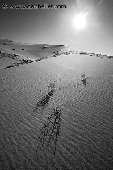 eureka-flower-bw-1.jpg