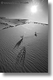 black and white, california, death valley, eureka, eureka dunes, flowers, national parks, vertical, west coast, western usa, photograph