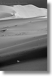 black and white, california, death valley, eureka, eureka dunes, flowers, national parks, vertical, west coast, western usa, photograph