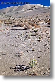 california, death valley, eureka, eureka dunes, national parks, shrubs, vertical, west coast, western usa, photograph